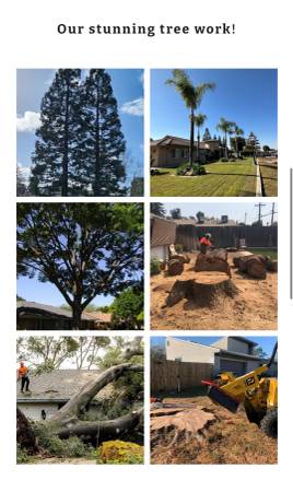 Tree Service - Tree Trimming & Removals 1