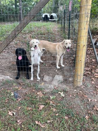 Free Yellow Labs (Conroe)63859316523905121