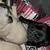 Sweet baby Pugs! 2 thumbnail