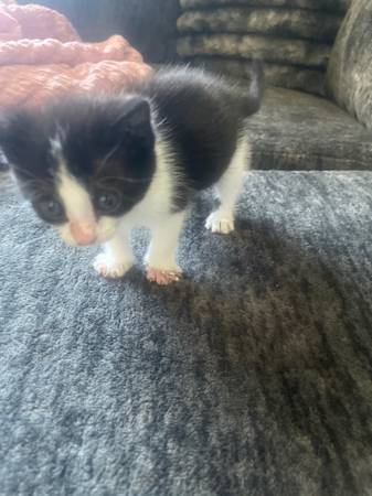 kitten63907990091907121