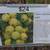 Apple trees 9 thumbnail