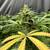 Colombian Cannabis Cultivation 7 thumbnail