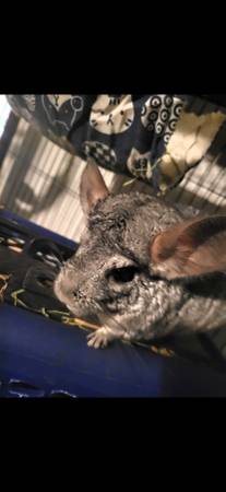 Chinchillas (ciudad Blanca)583149058503495682