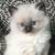 Adorable FluffyKitten 2 thumbnail
