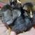 Serama bantam chickens 4 months 19 thumbnail
