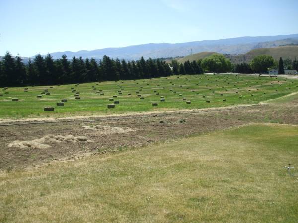 Grass hay 1