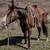 Horse Training 8 thumbnail