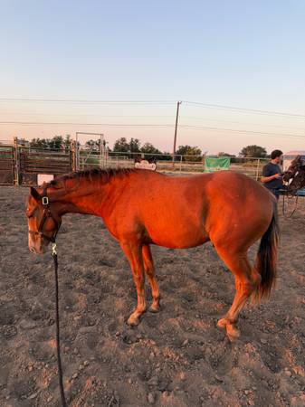 Horse 1