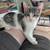 12 Week Old Male Kitten, Lovingly Raised 2 thumbnail