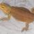 Bearded Dragon 3 thumbnail