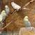 Lovebird and English Budgie 1 thumbnail