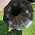 Antique (1905-06) Thomas Edison Phonograph Horn, 32" Standard 10-Panel 4 thumbnail
