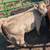 38 Beef Feeder Calves 1 thumbnail