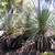 -- Mexican Grass trees -- Dasylirion longissimum 11 thumbnail