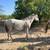 8 years horse 1 thumbnail