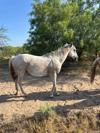 8 years horse 1