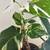 Philodendron White Wizard 7 thumbnail