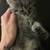 Kittens need Forever home ! 4 thumbnail