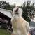 Silkie rooster 2 thumbnail
