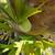 ENORMOUS Staghorn fern 2 thumbnail