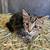 SAVANNAH KITTENS Mix - very friendly 4 thumbnail