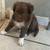 Border Collies 1 thumbnail