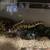 Ball python 3 thumbnail