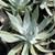Come Visit Succulent Gardens - Vibrant Varieties Starting at $3! 11 thumbnail