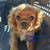 AKC Cavalier King Charles Spaniel puppies 2 thumbnail