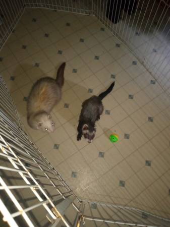 Two male ferrets 1
