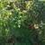 Free cherry tomatoes 7 thumbnail