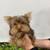 Yorkie 1 thumbnail