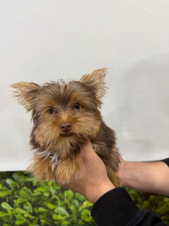 Yorkie 1