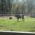 7 month old Belted Galloway 3 thumbnail