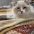 Ragdoll 10 thumbnail