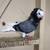 Old Dutch Capuchine Blue Bar Show Pigeon 4 thumbnail
