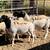 Rams / wethers 3 thumbnail