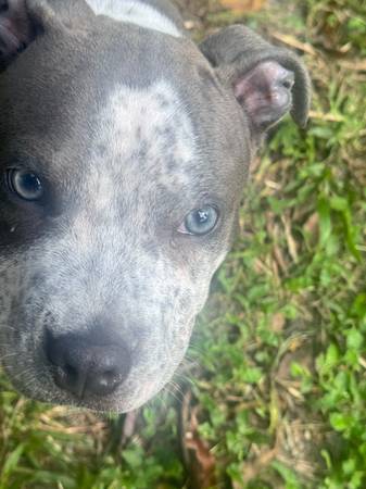 Blue nosed pit (Jacksonville)63682015929345120