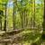 Marinette County Hardwood Forest North of Crivitz 1 thumbnail