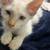 Rehoming white kitten 1 thumbnail