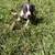 Tri color bully puppies 3 thumbnail