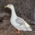 Ducks, Ducklings and Hatching Eggs 4 thumbnail