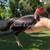 4 Puerto rican Kikiriki  hens 2 thumbnail
