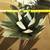 Large Agave Parryi – Multiple Sizes Available (12"–30"+) 2 thumbnail