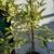 Shade tree, 4ft tall, evergreen 1 thumbnail