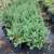 Green cloud Texas Sage 2 thumbnail