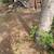Stump Grinding and Yard Service's 1 thumbnail