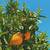 Grafted Fast Producing Fruit Trees 8 thumbnail