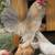 Bantams 9 thumbnail