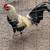 Gamefowl 1 thumbnail
